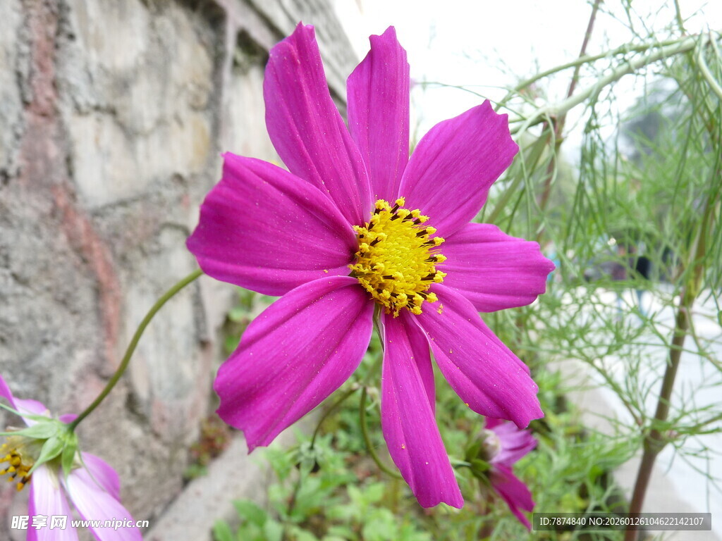 娇艳粉色格桑花绽放