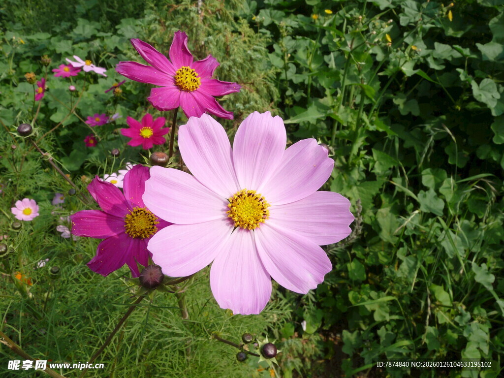 美丽波斯菊绽放于绿野