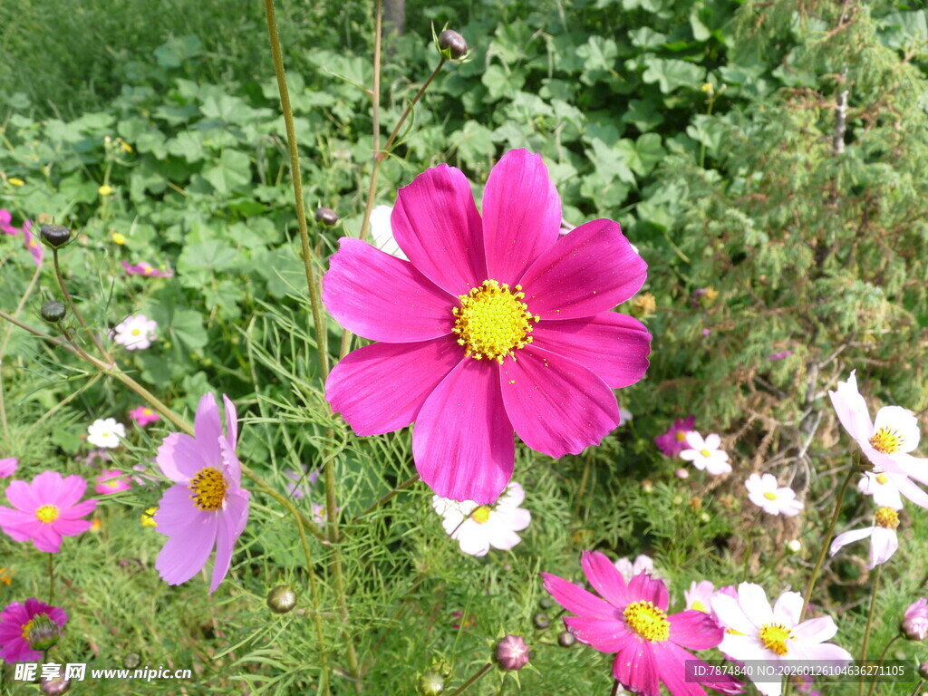 多彩波斯菊绽放草丛间