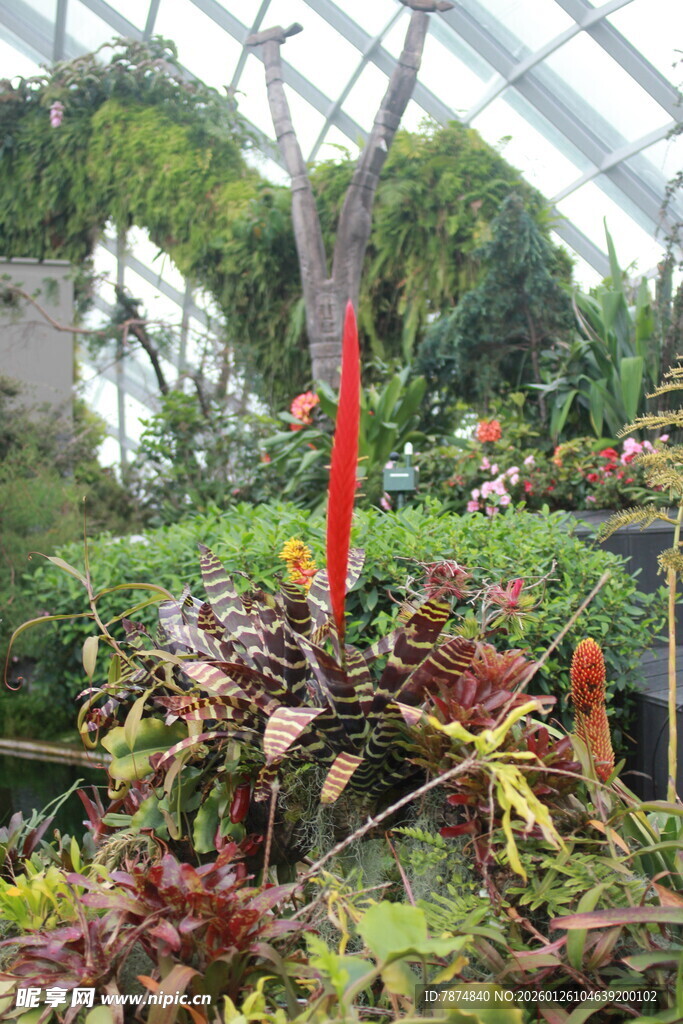 温室中的多彩植物景观