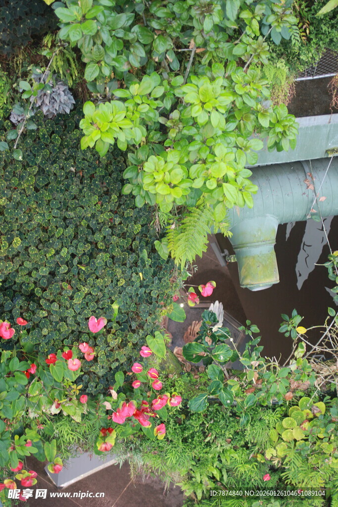 绿植繁花装点的生机角落