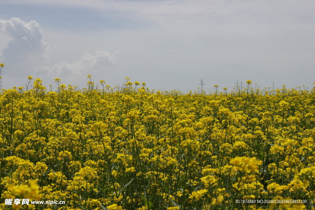 金黄油菜花田 春日美景
