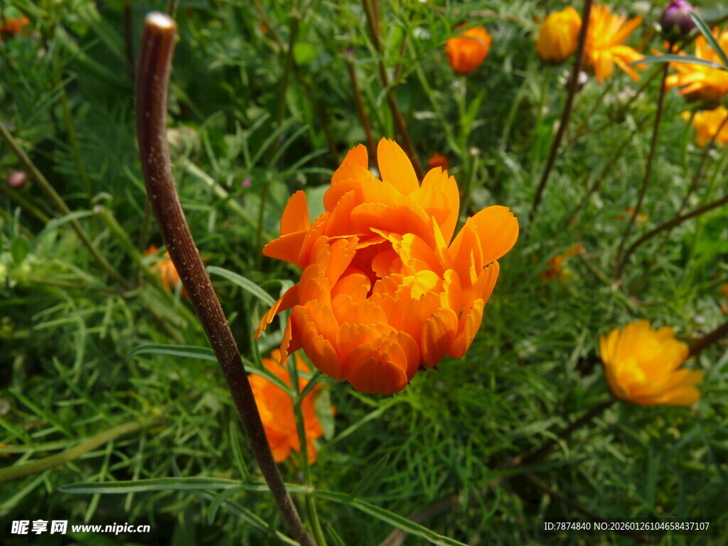 橙色花朵绽放于草丛中