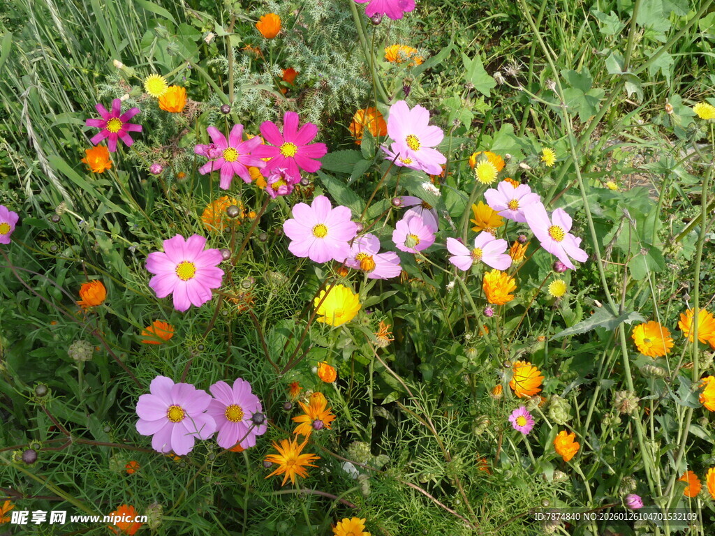 多彩野花绽放于绿草地