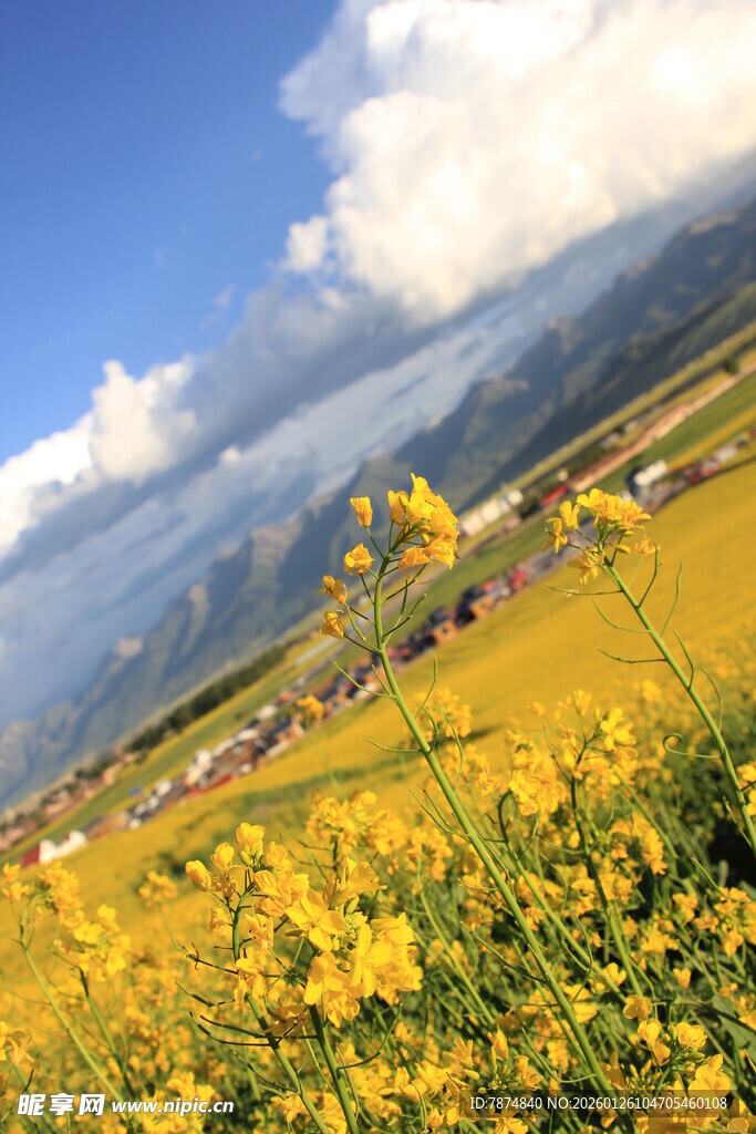 金黄花海与远山蓝天美景