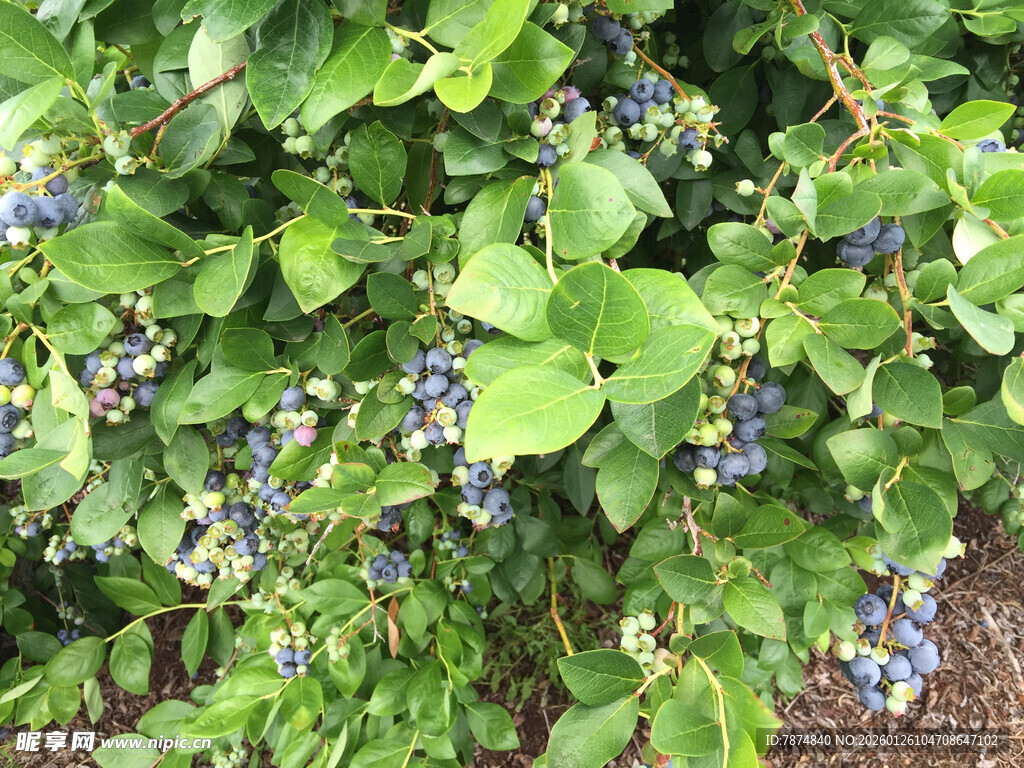 繁茂蓝紫色浆果植物景观