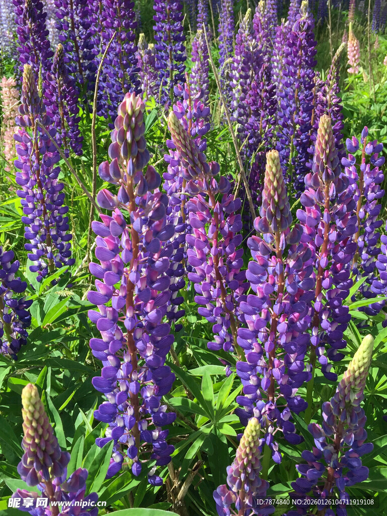 紫色羽扇豆花绽放