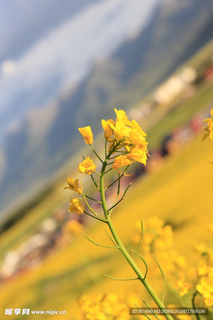 田野间的灿烂黄色小花
