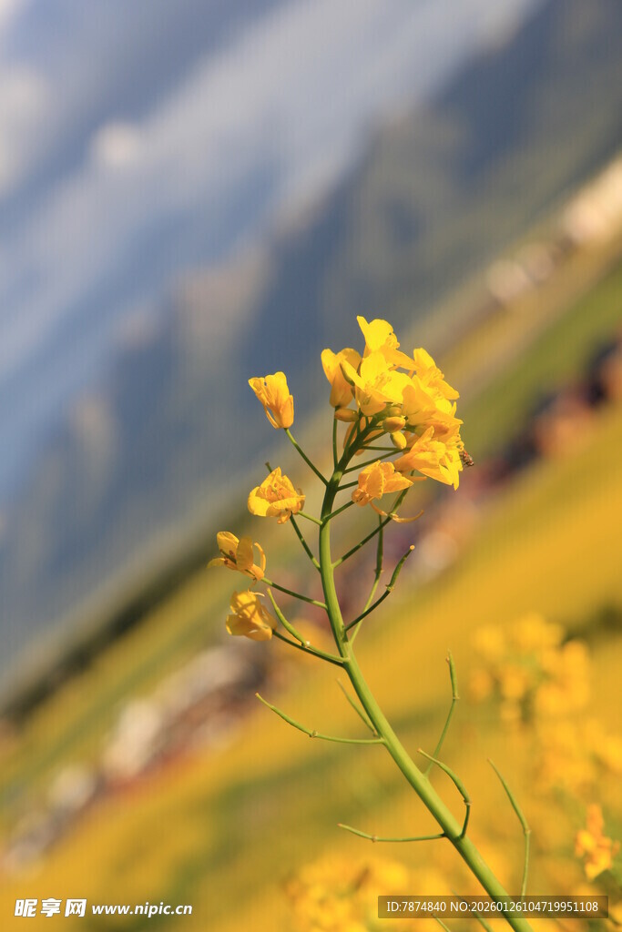 田野中的黄色小花