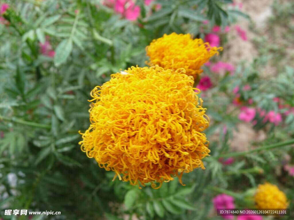 鲜艳万寿菊绽放于花丛中