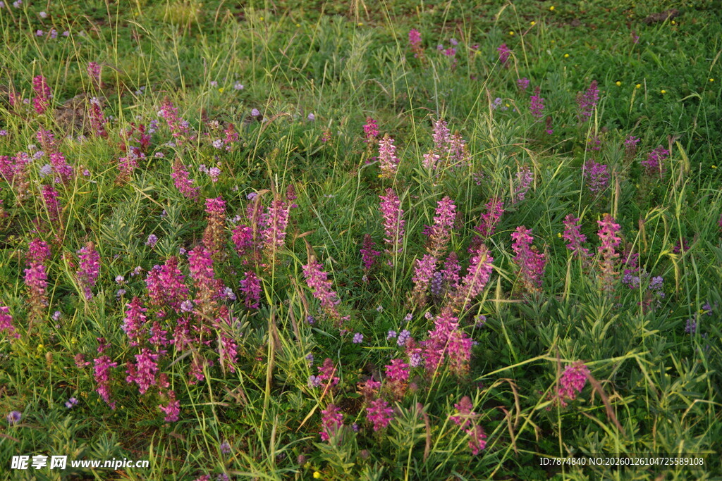 粉色野花绽放于绿野间