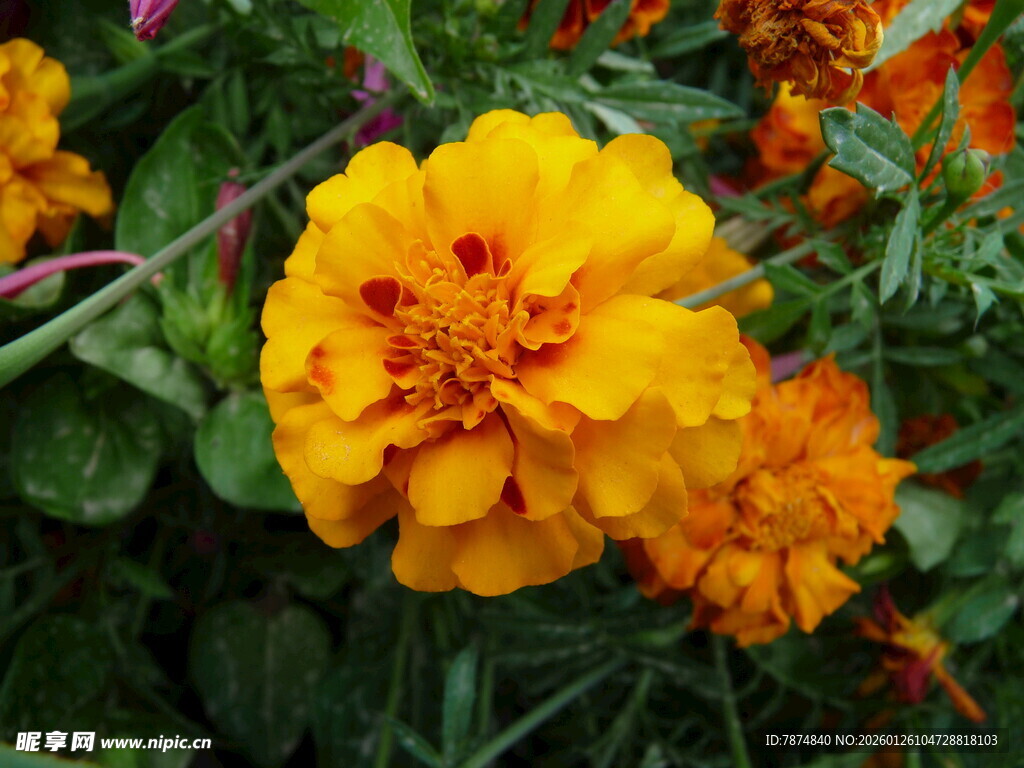 艳丽黄色万寿菊特写