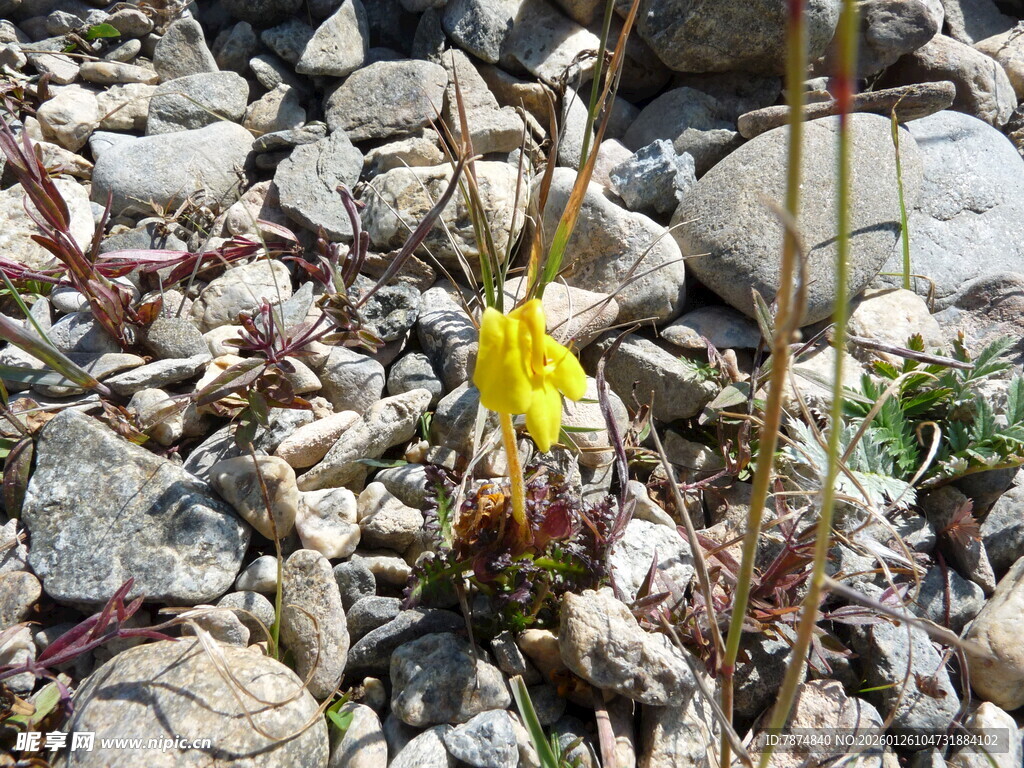 石缝中的黄色小花