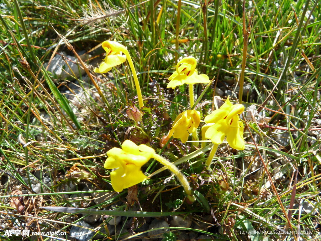 草地上的黄色小花
