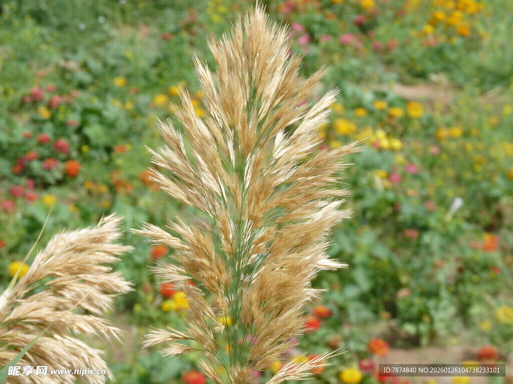 田野中的金黄狗尾草