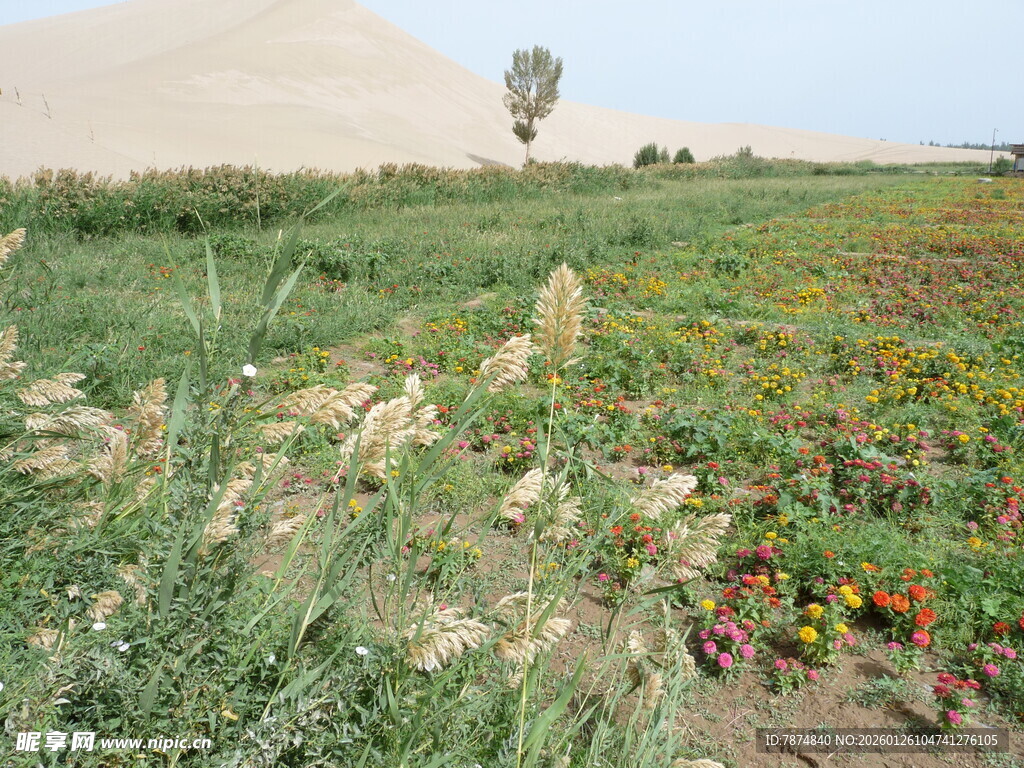 田野中的多彩花卉景观