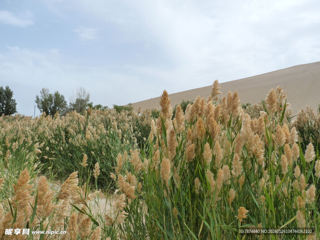 田野中的茂盛芦苇景观