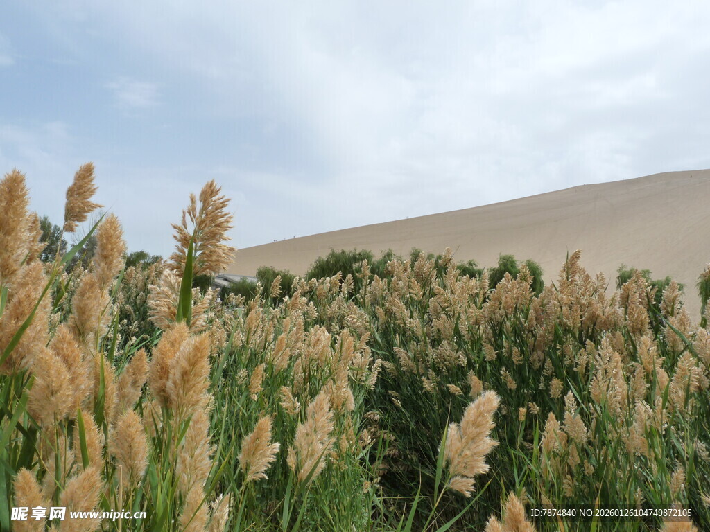 沙漠中的蓬勃芦苇