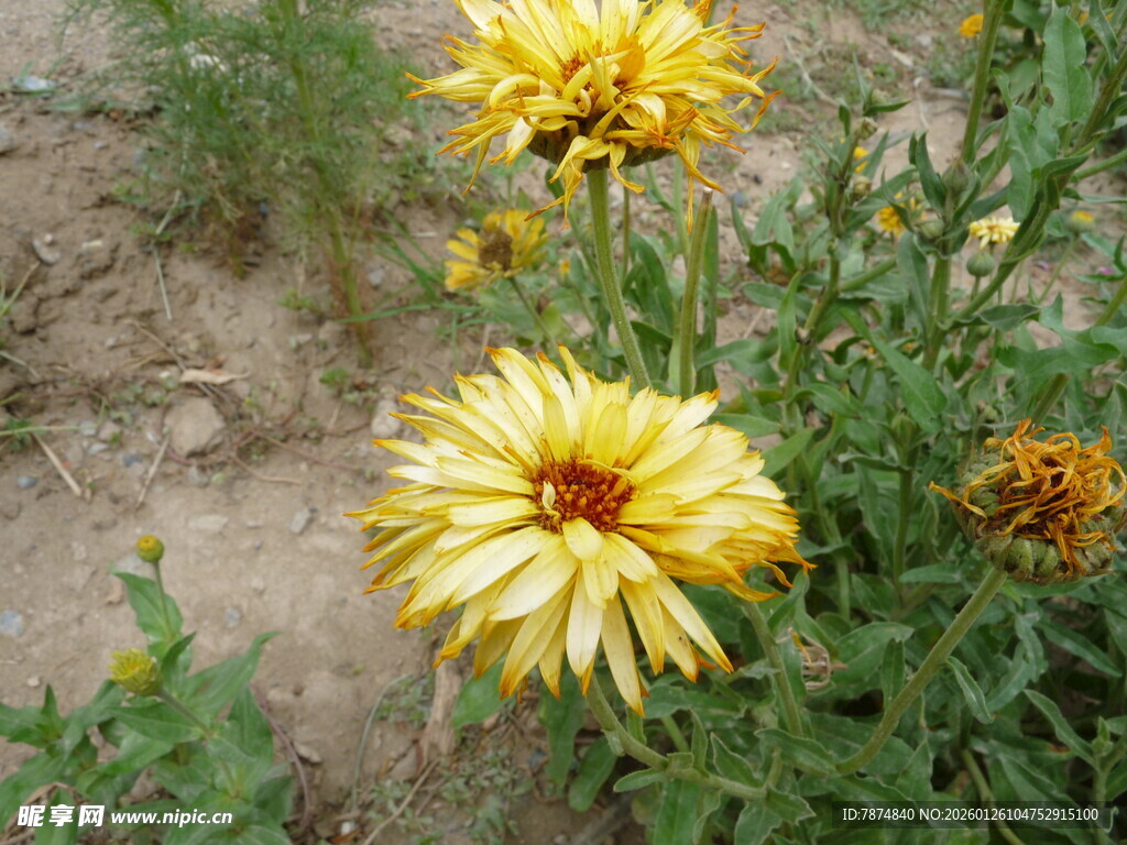 野外绽放的黄色美丽花朵