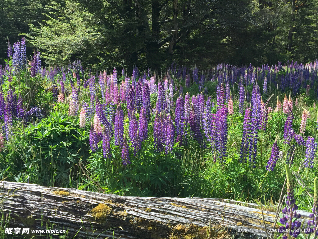 林间紫色羽扇豆花田
