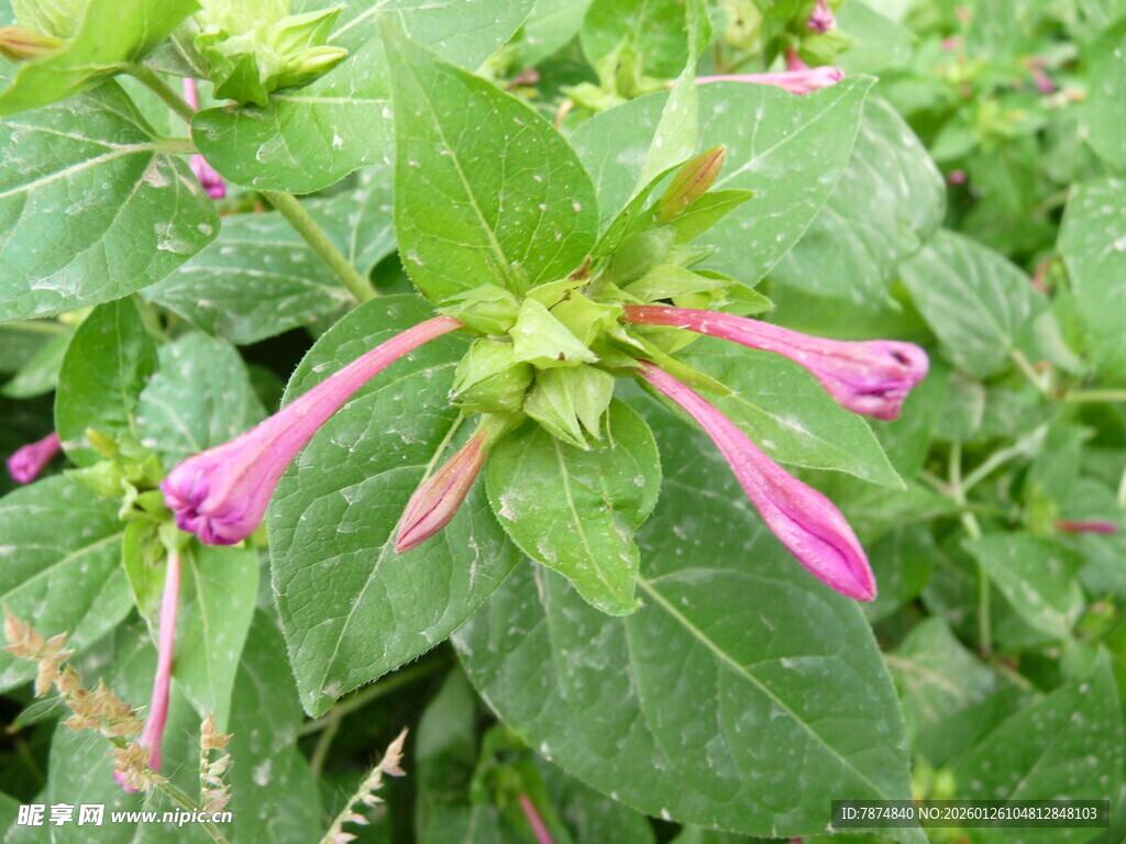 粉色金银花特写