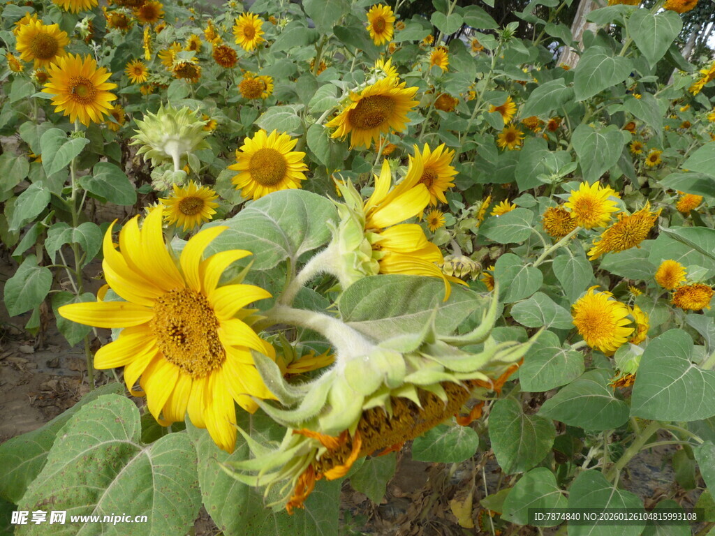 向日葵花海中的灿烂花朵