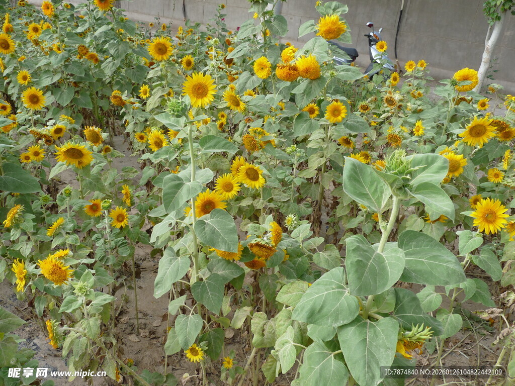 向日葵花田绽放的美丽
