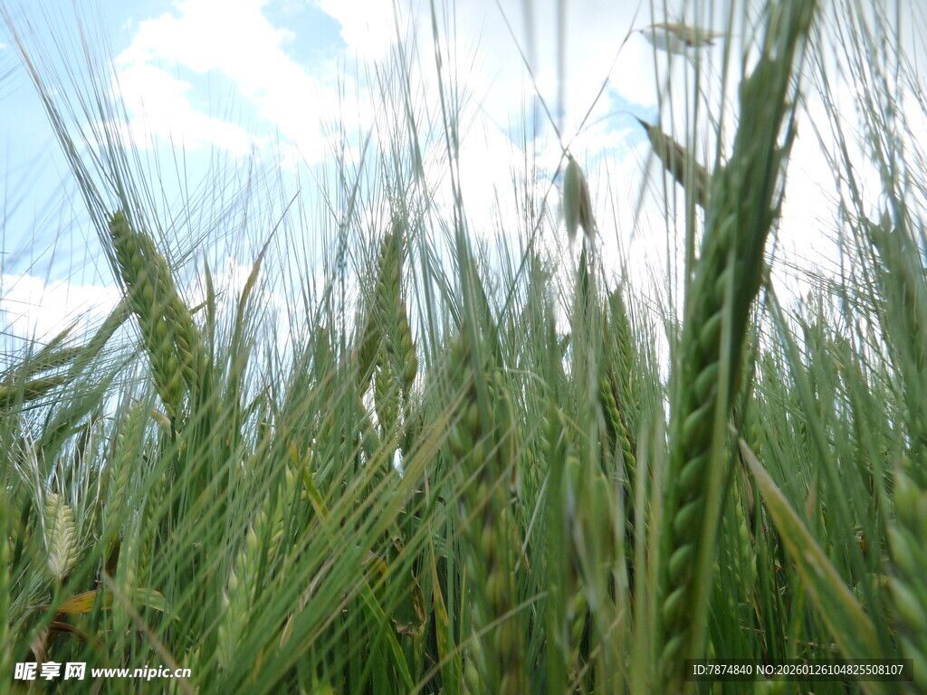 麦田绿意 生机盎然