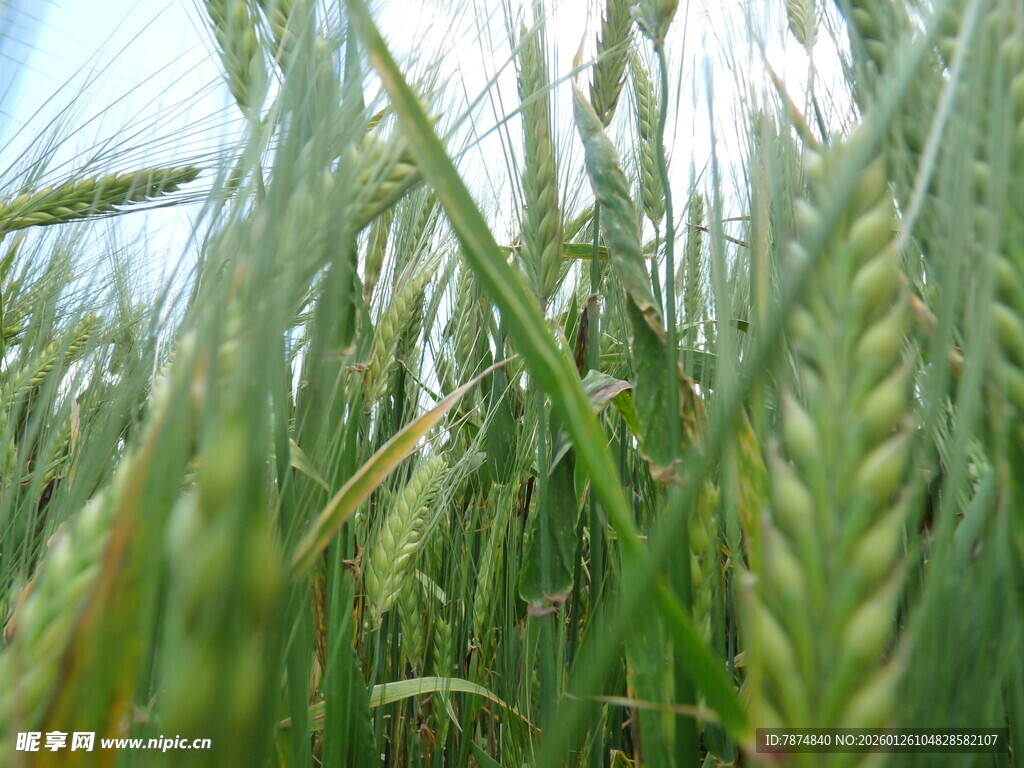 麦田绿意