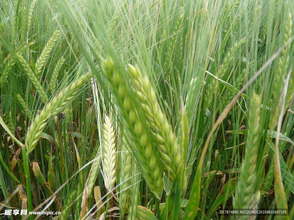 翠绿麦田中的饱满麦穗