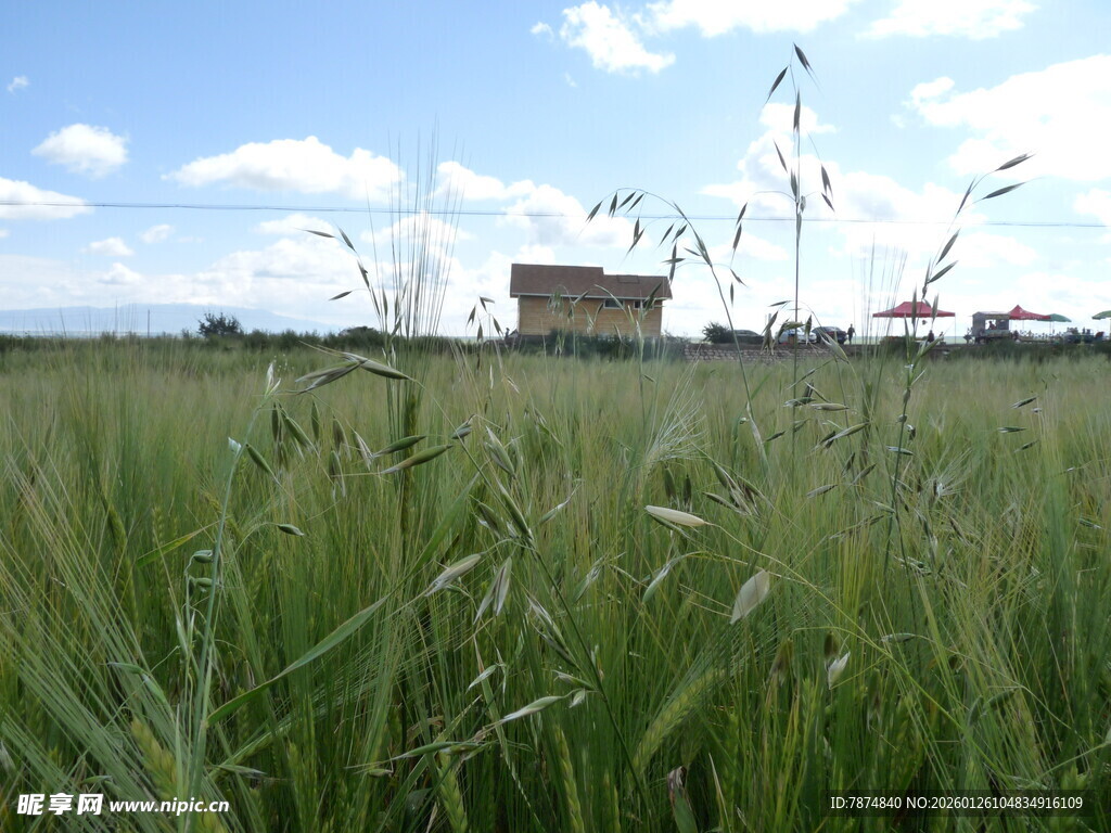 广袤麦田中的小屋