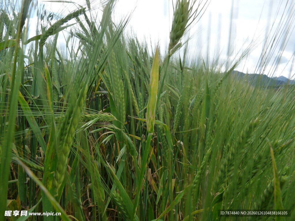 田野中的茂盛绿色麦苗