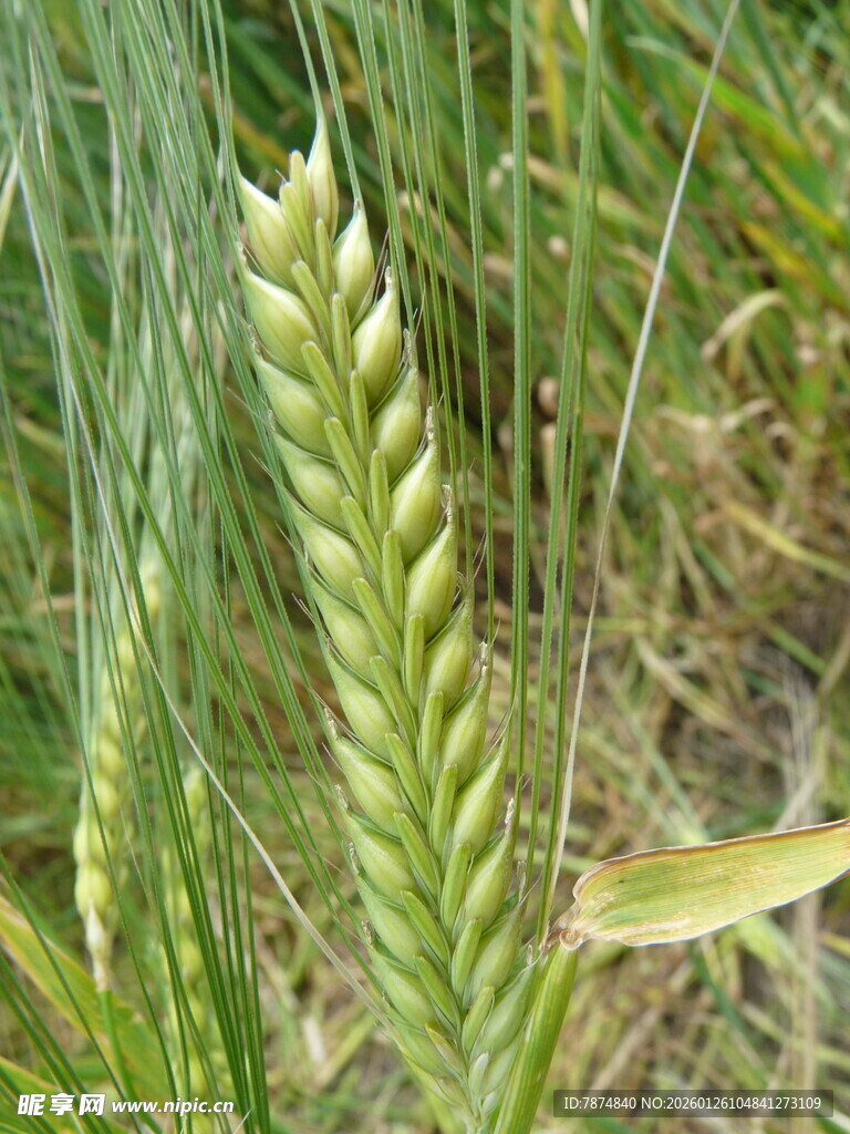 绿色麦穗特写