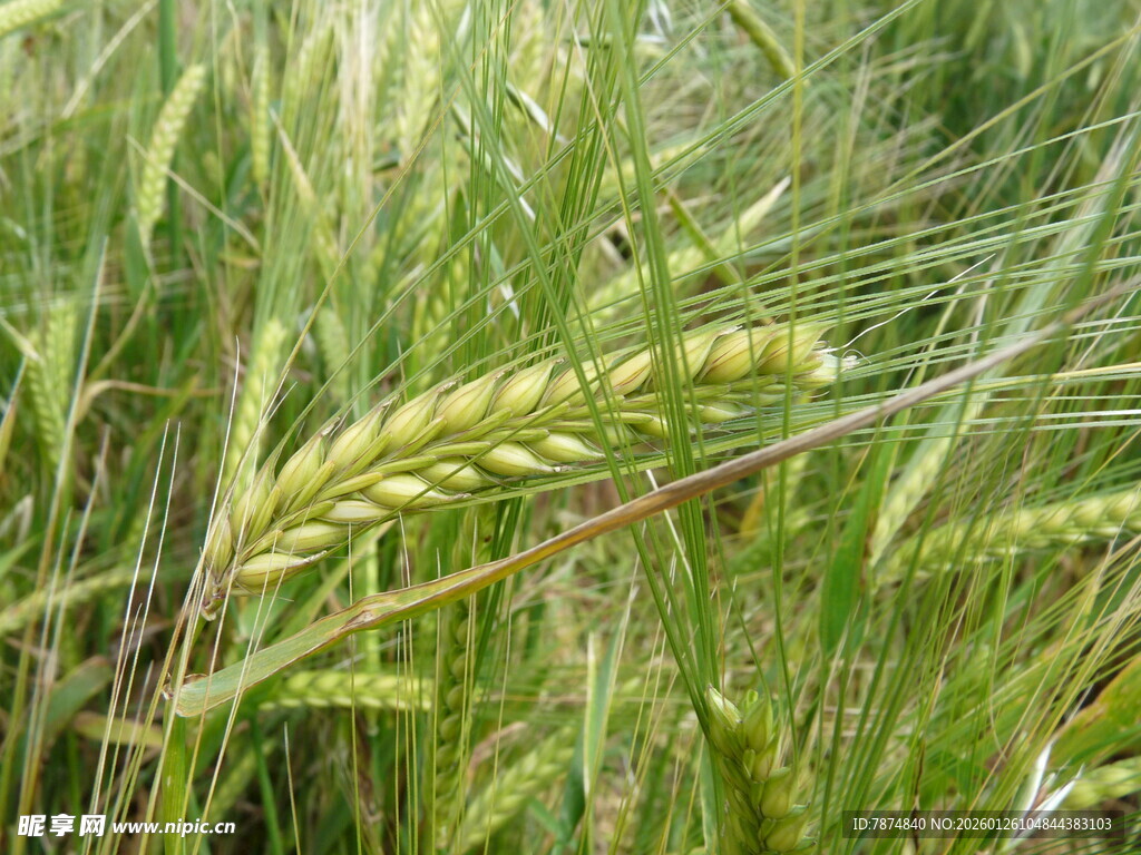 翠绿麦田中的饱满麦穗