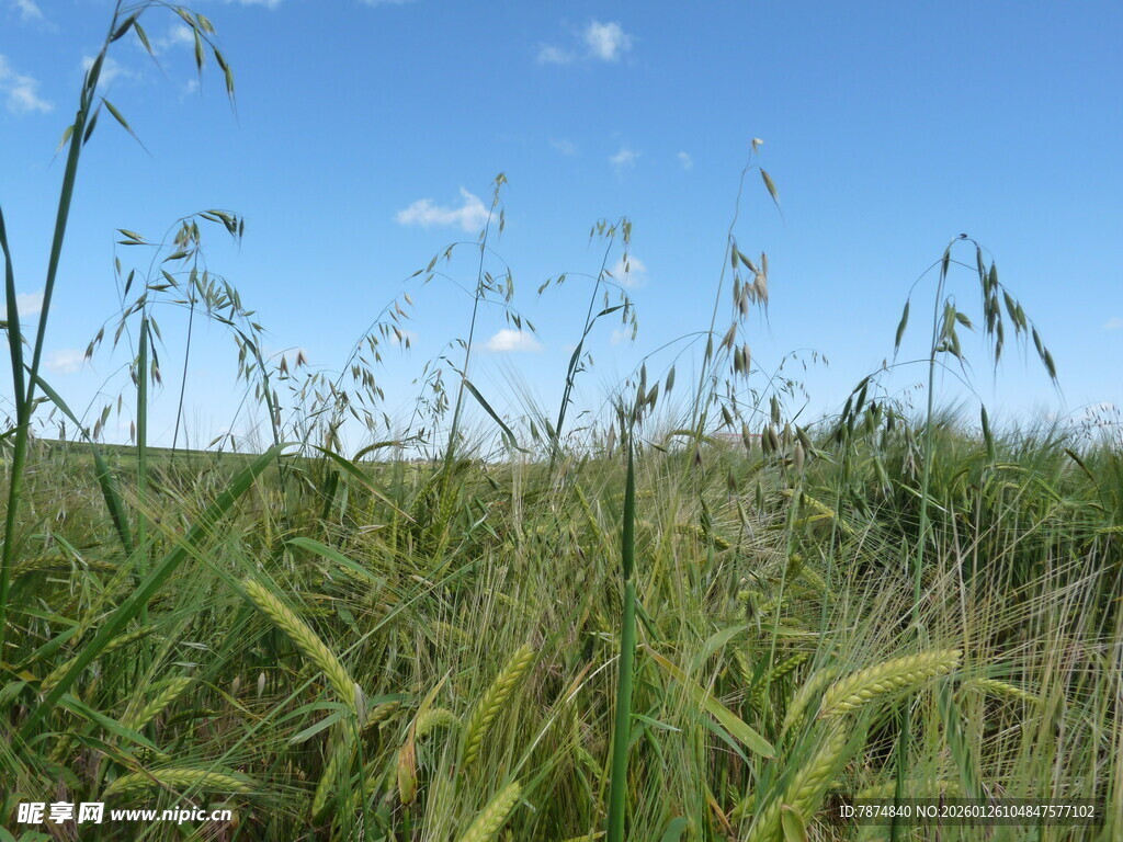 广袤田野上的青青野草