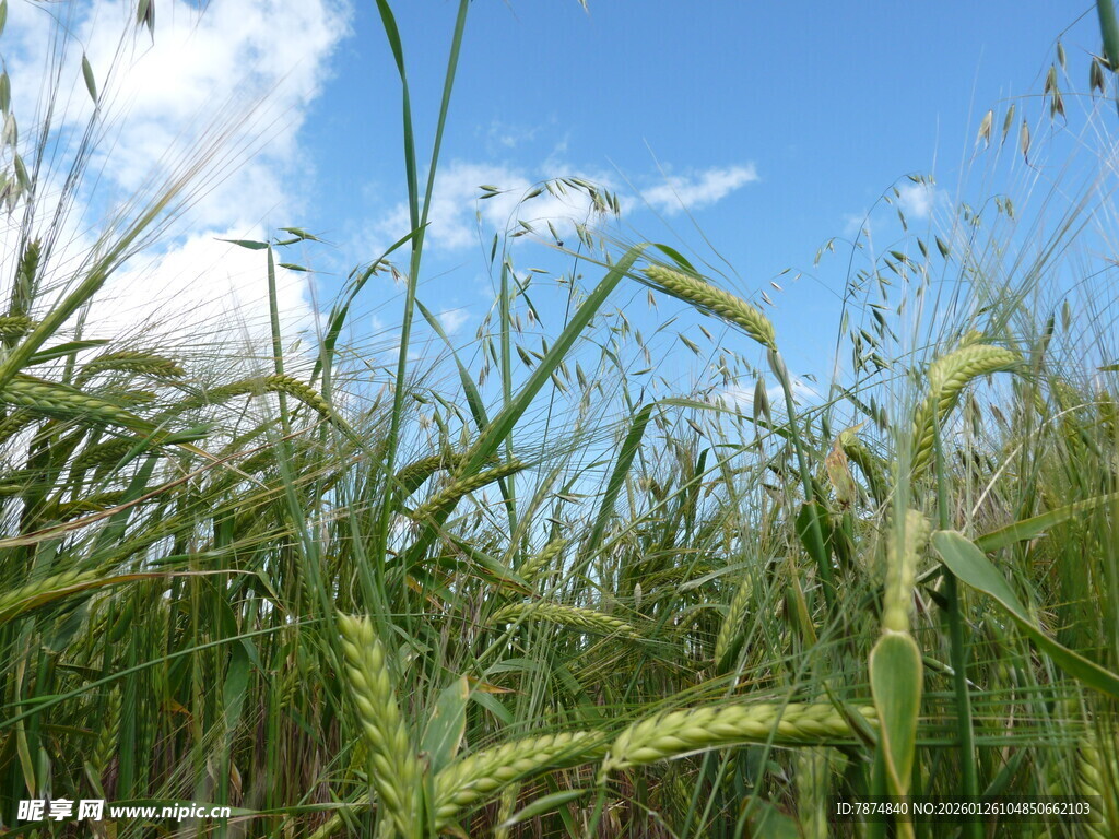 蓝天映衬下的蓬勃麦田
