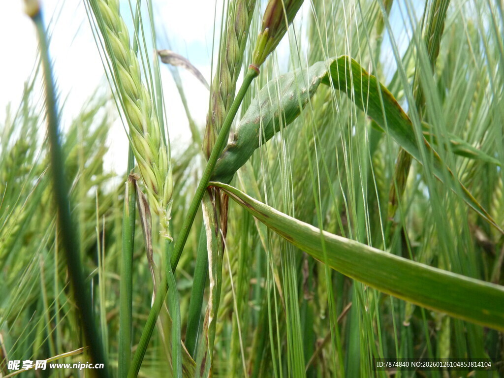 麦田中的绿色生机