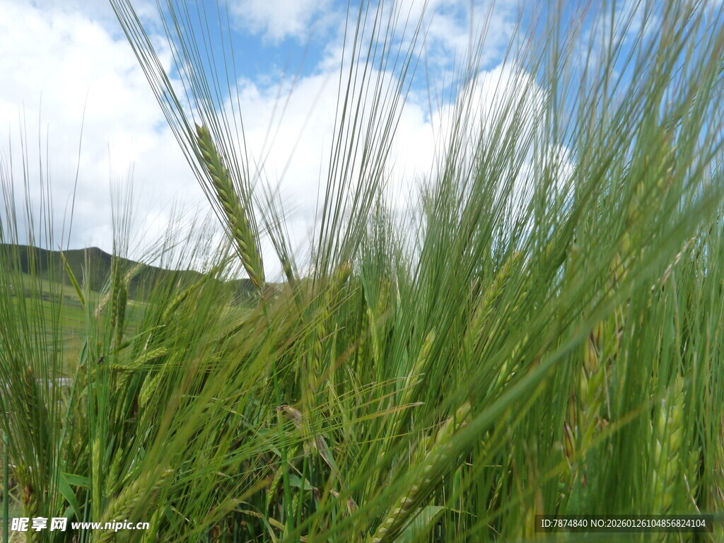 麦田蓝天 生机盎然