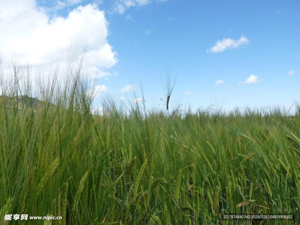 广袤绿野 蓝天相伴