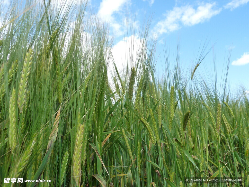 麦田蓝天 清新田园景致