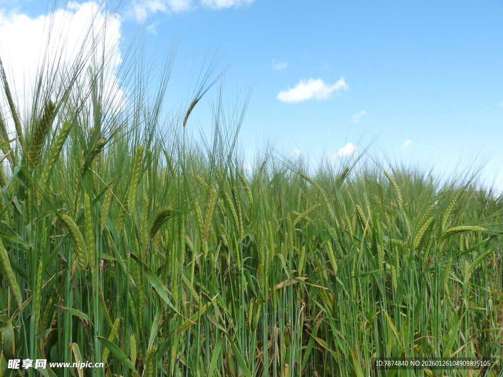 蓝天绿野中的蓬勃麦田