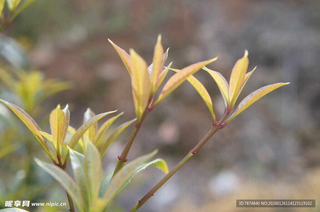 嫩绿新叶植物特写