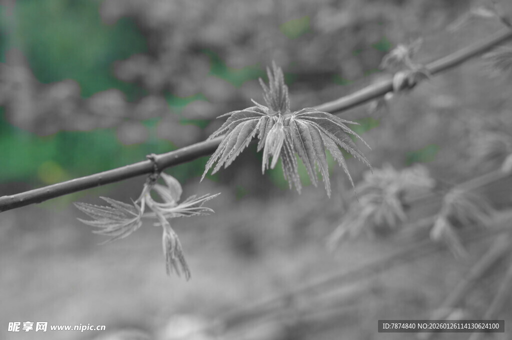枝头的绒毛状植物特写