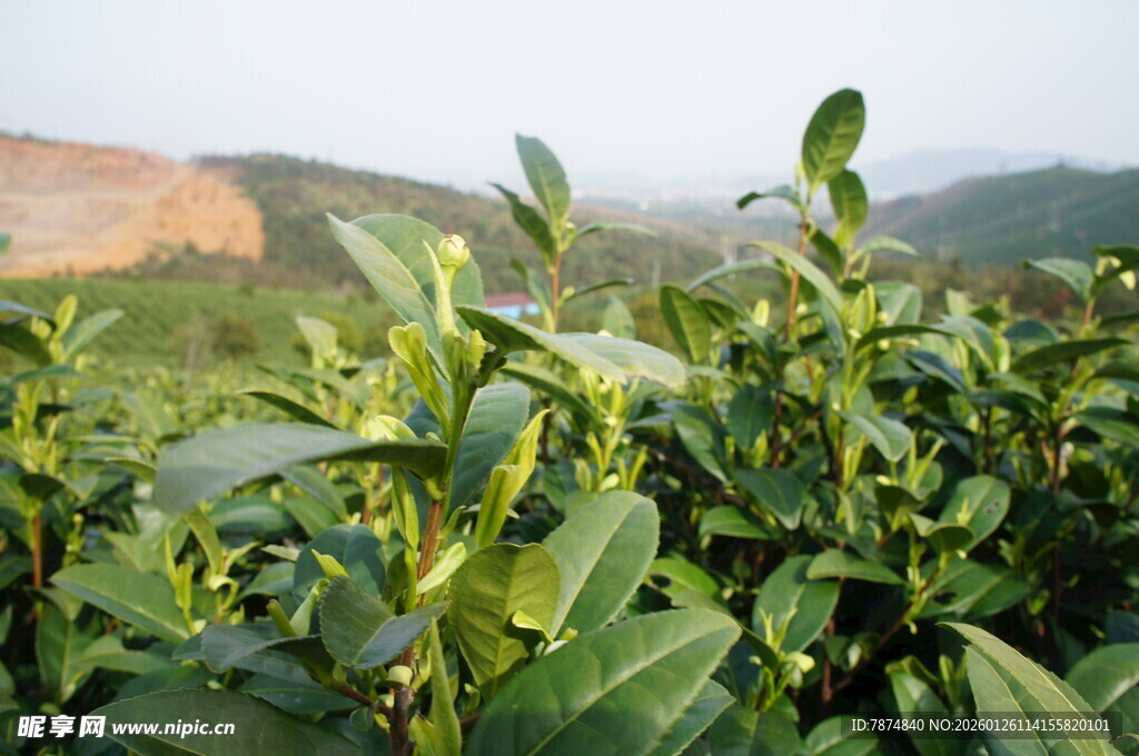 绿叶植物近景特写