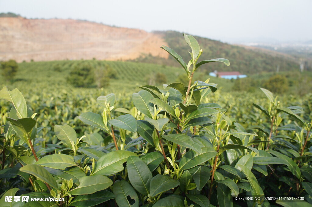 茶园风光