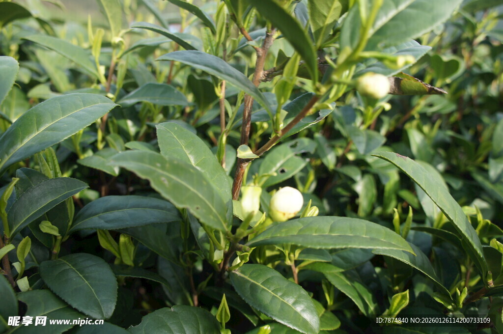 绿叶间的白色山茶花苞