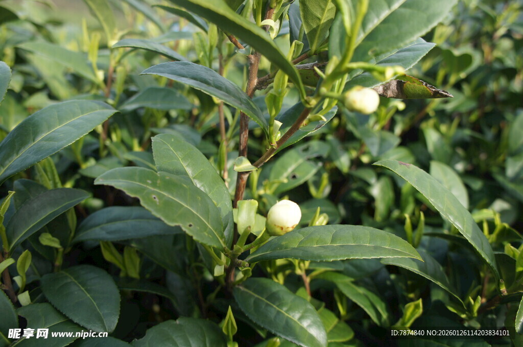 绿叶间的白色茶花蓓蕾