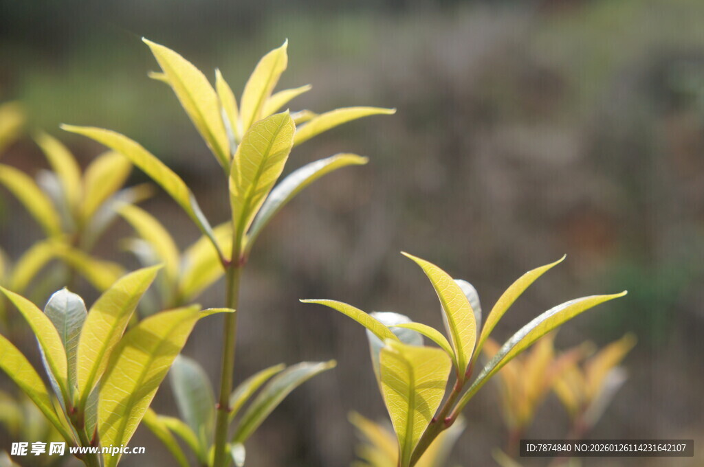 嫩绿新茶芽