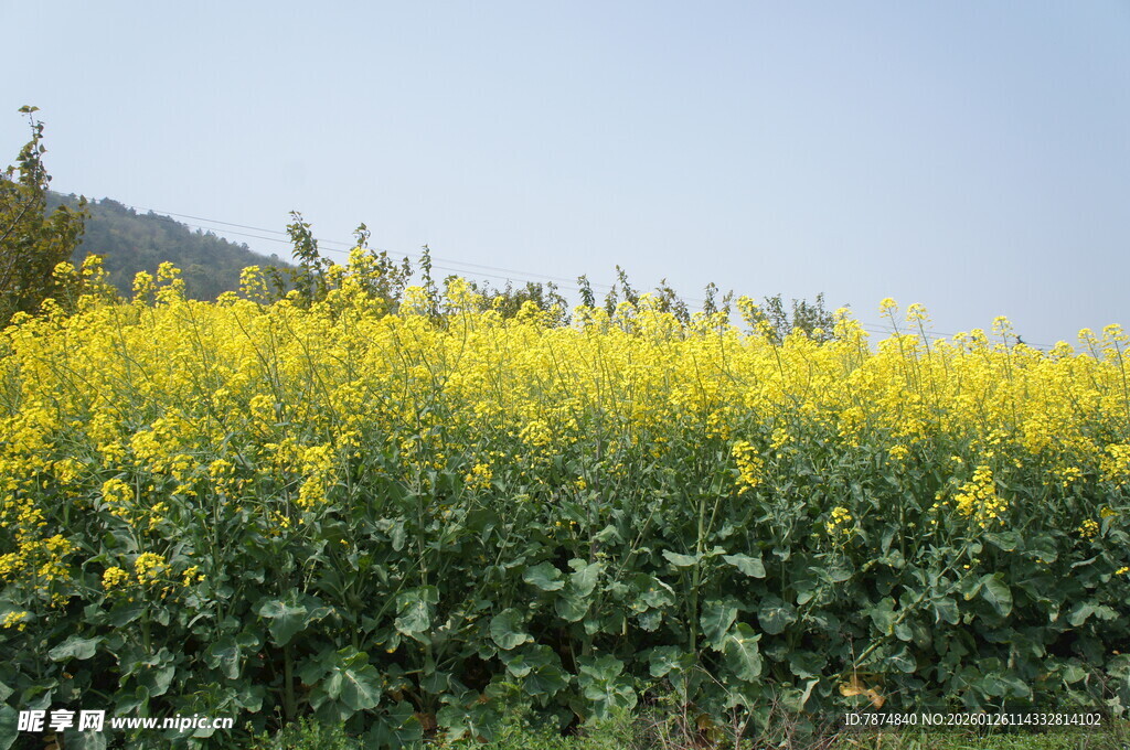 金黄油菜花海田园风光