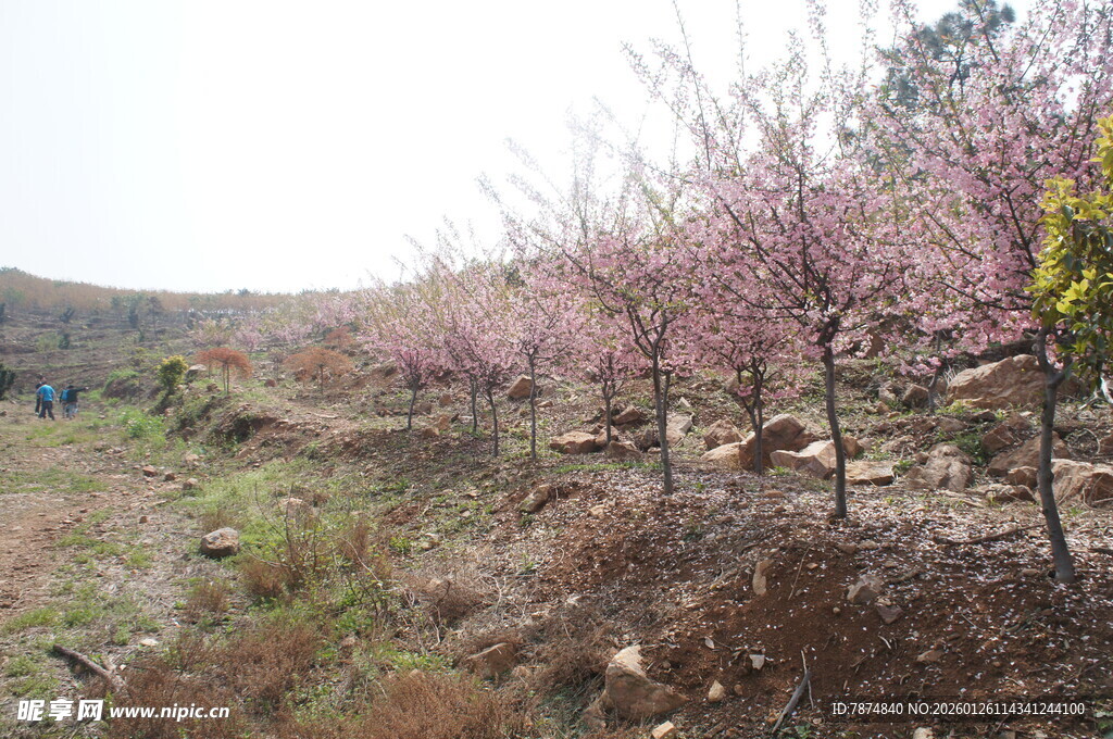 山坡烂漫桃花林